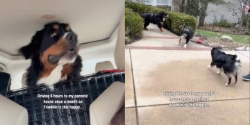 Dog’s Owners Drive 6 Hours to Parents’ House So He Can Be Happy