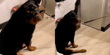 Dog Refuses to Go for a Walk with the ‘Spare Human’ in Funny Video