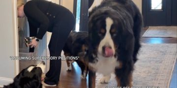 Video: Dogs Love to Supervise When Owner Prepares Their Meals