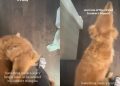 Video: Golden Retriever Demands ‘Comfort Stompies’ After Getting Spooked