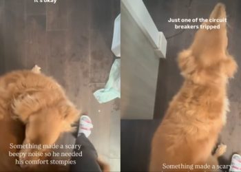 Video: Golden Retriever Demands ‘Comfort Stompies’ After Getting Spooked
