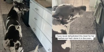 Video: Dog Shows Owner Exactly What She Wants from the Kitchen