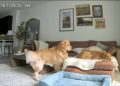 Golden Retriever’s Only Job Is to ‘Directly Exist’ in Furry Brother’s Business