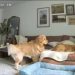 Golden Retriever’s Only Job Is to ‘Directly Exist’ in Furry Brother’s Business