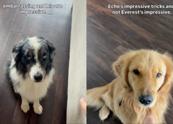 Owner Shows How Service Dog Farts on Command