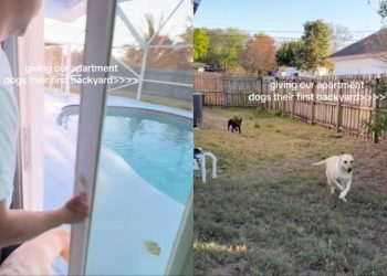 Dogs Experience Backyard Life for First Time — Their Reactions Are Priceless