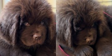 Newfoundland Puppy Melts Internet With Just His Eyes