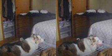 Senior Dog Breaks Hearts Attempting to Jump on Bed