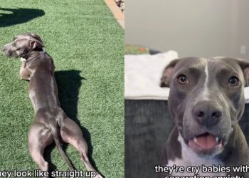 Owner Jokingly Proves Pit Bulls Are the ‘Biggest Scam in the Dog World’