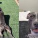 Owner Jokingly Proves Pit Bulls Are the ‘Biggest Scam in the Dog World’