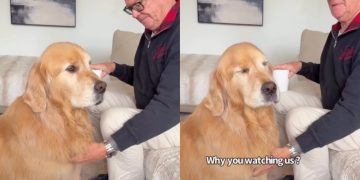 Golden Retriever Gives Mom ‘Stink Eye’ When She Disrupts His Privacy