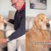 Golden Retriever Gives Mom ‘Stink Eye’ When She Disrupts His Privacy