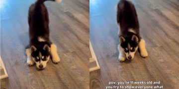 Little Puppy Might Fool You Into Thinking He’s a Scary Wolf — Beware
