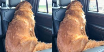 Golden Retriever Turns Her Back on Owner To Express Her Displeasure