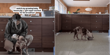 Video: Pit Bull Puppy Becomes ‘Super Excited’ for Breakfast