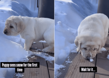 Video: Puppy Plops Face Into Snow After Exploring It for First Time