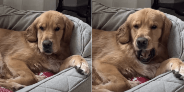Video: Dog Is Ready for 4th Nap After Waking up From 3rd One