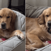Video: Dog Is Ready for 4th Nap After Waking up From 3rd One