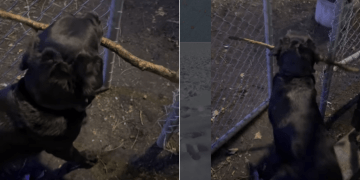 Video Shows How Dog Gets Large Stick Through Narrow Opening