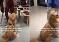 Video: Golden Retriever Approaches Every Mannequin in Store Expecting Treats