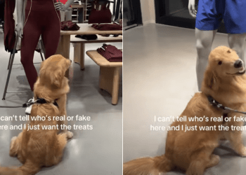 Video: Golden Retriever Approaches Every Mannequin in Store Expecting Treats