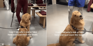 Video: Golden Retriever Approaches Every Mannequin in Store Expecting Treats