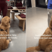 Video: Golden Retriever Approaches Every Mannequin in Store Expecting Treats