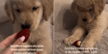 Video: Golden Retriever Puppy Gives Her Best in This Fight With Strawberry