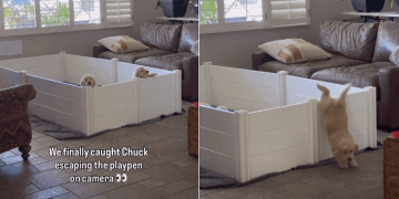 Camera Catches Golden Retriever Puppy Escaping the Play Pen