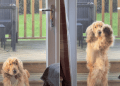 Video: Dog Shows ‘Chaotic Energy’ When He Sees Mom Wearing a Jacket