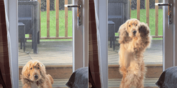 Video: Dog Shows ‘Chaotic Energy’ When He Sees Mom Wearing a Jacket