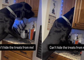 Video: Great Dane Gets Caught, but Keeps Looking for Hidden Treats
