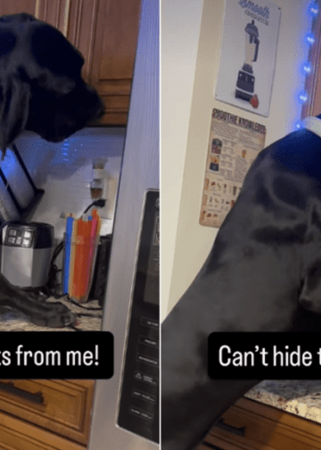 Video: Great Dane Gets Caught, but Keeps Looking for Hidden Treats