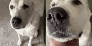 Dog Requests for Some Love in Adorable Video