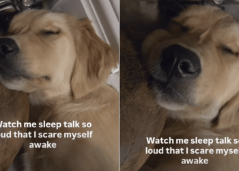 Golden Retriever Puppy Startles Herself Awake