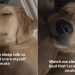 Golden Retriever Puppy Startles Herself Awake