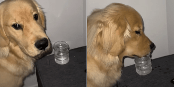 Golden Retriever Gets Caught Stealing Ice Water While Mom’s Sleeping