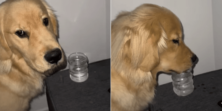 Golden Retriever Gets Caught Stealing Ice Water While Mom’s Sleeping