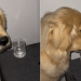 Golden Retriever Gets Caught Stealing Ice Water While Mom’s Sleeping