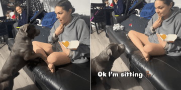 Staffy ‘Turns Feral’ After Owner Brings Out Chicken Nuggets