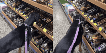 Owner Lets Doberman Take Her Time at Pet Store for a Reason