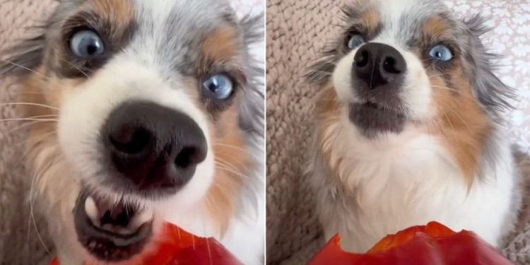Dog Munching on Bell Pepper Makes for Best ASMR Video