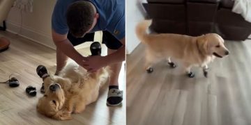 Video: Golden Retriever Lies Still as Dad Puts Shoes on His Paws