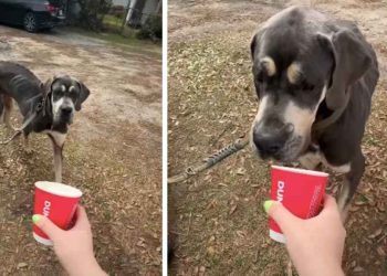 Foster Dog Gets His First Pup Cup