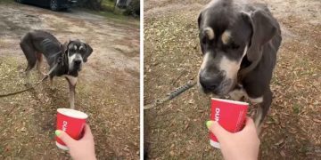 Foster Dog Gets His First Pup Cup