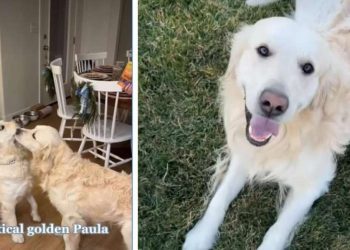 These Golden Retrievers’ Wedding Preparations Are Extensive