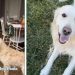 These Golden Retrievers’ Wedding Preparations Are Extensive