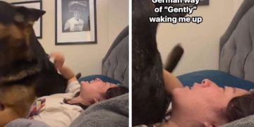 Dog Has a Quirky Way of Waking up Mom & It Will Completely Surprise You