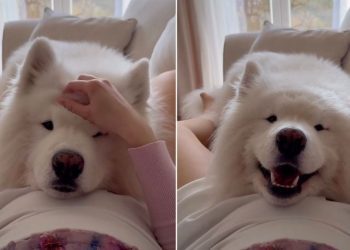 Samoyed’s Reaction To Feeling Baby’s Kick First Time Is Priceless