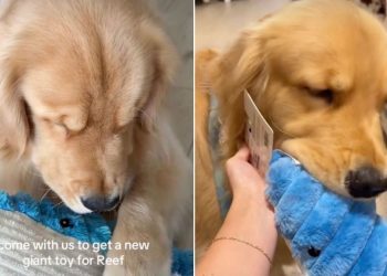 Video: Golden Retriever Goes Shopping for New Toy